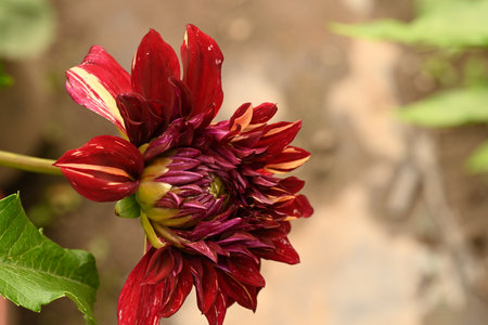 Beautiful red dahlia flower in the garden close-upの写真素材