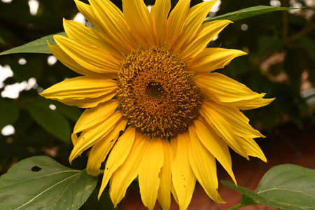 Sunflower blooming in the garden. Close-up of sunflower.の写真素材