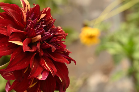red dahlia flower in the garden, shallow depth of fieldの写真素材