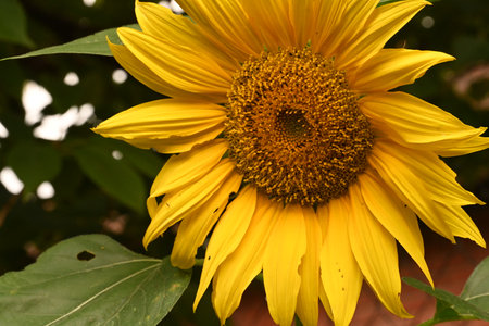 Sunflower blooming in the garden. Sunflower natural background.の写真素材