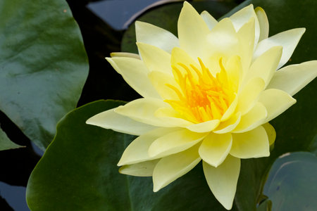 Yellow lotus flower blooming in the pond with green leaves.の写真素材