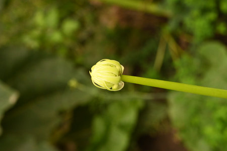 Close up of a yellow flower on a green background in a gardenの写真素材