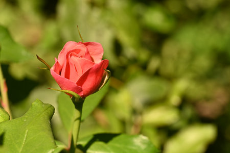 Red rose in a garden on a sunny day. Selective focus.の写真素材