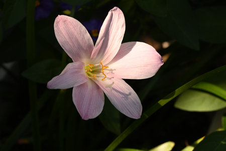 Flower of rain lily (lat. Zephyranthes)の写真素材