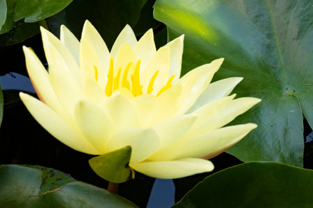Beautiful yellow waterlily in a pond with green leaves.の写真素材