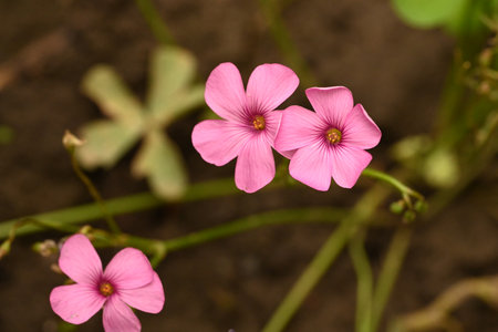 Pink flowers of Oxalis (Oxalis acetosella) in the gardenの写真素材