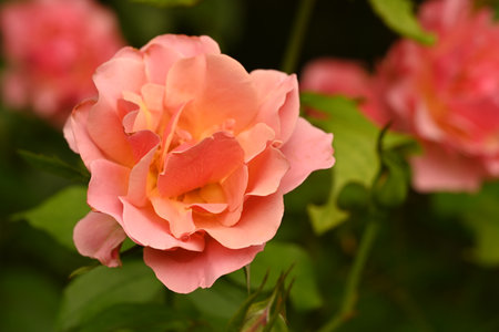 Beautiful pink rose blooming in the garden, close-upの写真素材