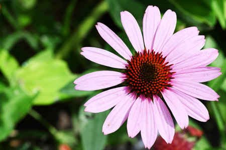 Echinacea purpurea flower in the garden, stock photoの写真素材