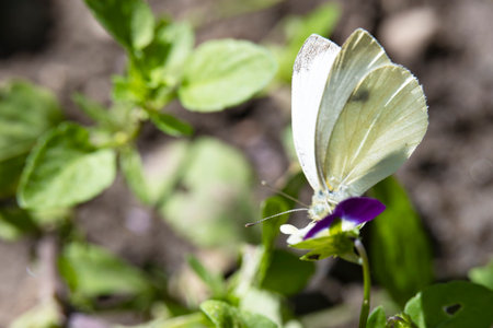 Butterfly on a violet flower in the garden. Selective focus.の写真素材