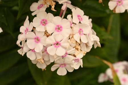 Phlox paniculata, Phlox paniculataの写真素材