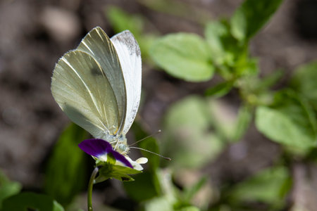 Butterfly on a flower in the garden, close-upの写真素材