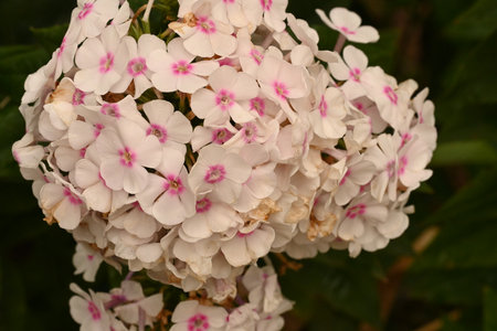 Phlox paniculata is a flowering plant in the genus Phlox.の写真素材