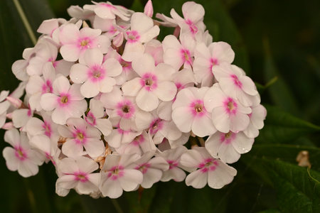 Phlox paniculata, commonly known as pink phlox.の写真素材