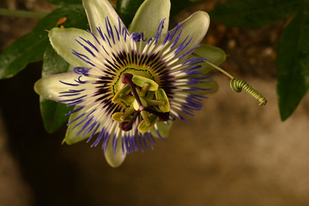 Passion fruit flower, Passiflora caeruleaの写真素材