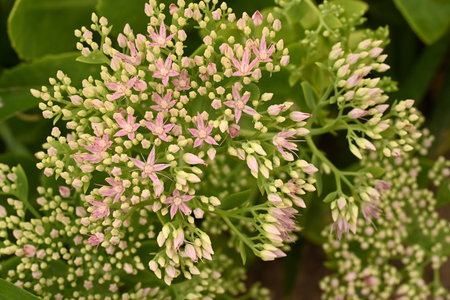 Flowering Sedum spectabile (Sedum spectabile)の写真素材