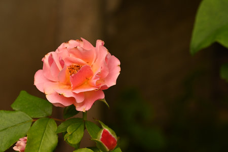 Beautiful pink rose in the garden. Selective focus. Shallow depth of fieldの写真素材