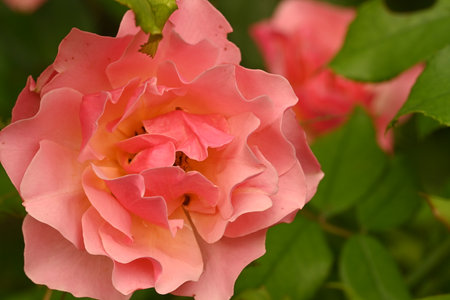 pink rose in the garden, close-up of a flowerの写真素材