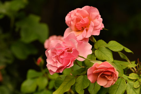 Beautiful pink roses in the garden. Shallow depth of field.の写真素材
