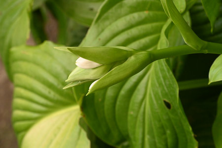 Close up of a white flower on a hosta plant in the gardenの写真素材
