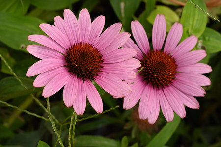 Echinacea purpurea is a perennial herbaceous plant of the Asteraceae family.の写真素材