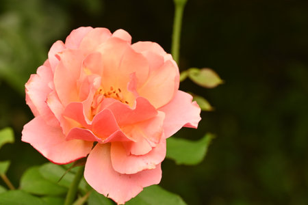 pink rose in the garden, closeup of photo with soft focusの写真素材
