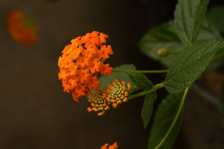 lantana camara flower in garden, closeup of photoの写真素材