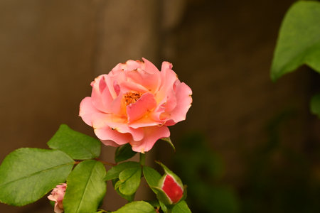 Beautiful pink rose blooming in the garden, closeup of photoの写真素材