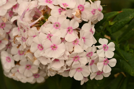 Phlox paniculata, Phlox paniculataの写真素材