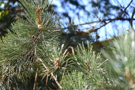 Pine tree branch with cones close-up. Nature background.の写真素材