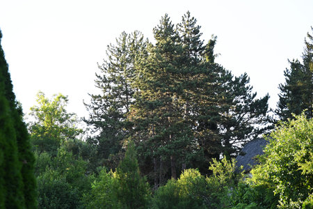 Pine trees in the forest. Summer landscape with green trees.の写真素材