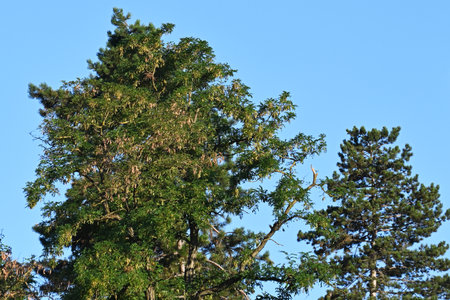 Pine trees in the forest on the background of the blue skyの写真素材
