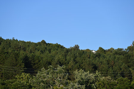 A view of the forest in the summer season with blue sky.の写真素材