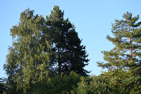 View of the tops of the trees in the forest against the blue skyの写真素材