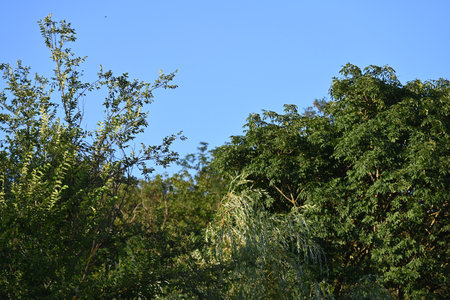 summer landscape with green trees on the background of the blue skyの写真素材
