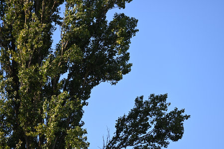 Poplar tree against the blue sky, close-up view.の写真素材