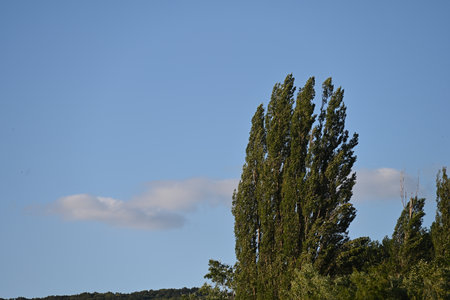 Landscape with poplars and blue sky in the background.の写真素材