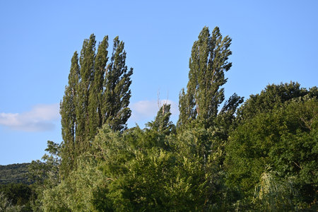 Landscape with green trees and blue sky in Mallorca, Spainの写真素材
