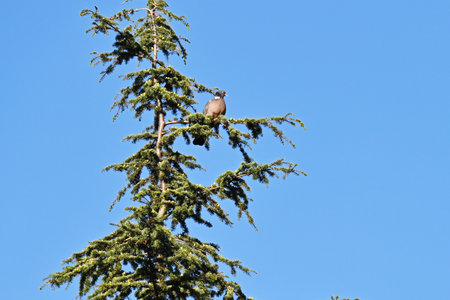 Pigeon sitting on a spruce branch against the blue skyの写真素材