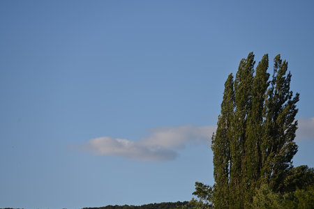 Landscape of trees and blue sky with clouds in the background.の写真素材