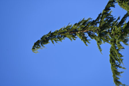 Pine tree branches against the blue sky, closeup of photoの写真素材