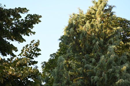Pine tree in the city park on a sunny summer day.