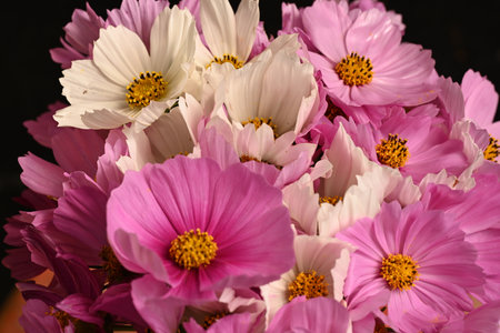 Bouquet of pink and white cosmos flowers on black background.の写真素材