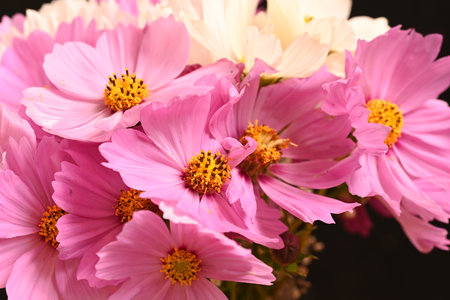 pink cosmos flower bouquet in vase on black background.の写真素材