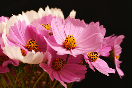 Beautiful cosmos flowers on black background, closeup. Floral backgroundの写真素材