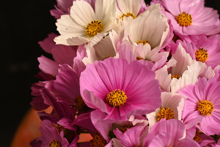 Bouquet of pink and white cosmos flowers on black background.の写真素材