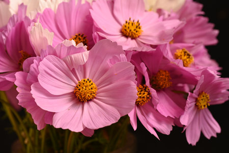 beautiful pink cosmos flower bouquet on black background, close upの写真素材