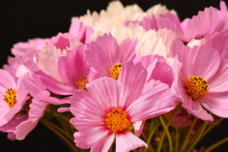 pink cosmos flowers isolated on black background, closeup of photoの写真素材