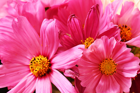 pink cosmos flowers close-up macro photography, beautiful floral backgroundの写真素材