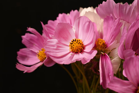 Cosmos flowers bouquet on black background with copy space for textの写真素材