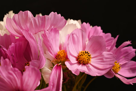 Cosmos flowers on black background, close-up, shallow depth of fieldの写真素材